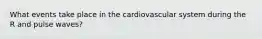 What events take place in the cardiovascular system during the R and pulse waves?