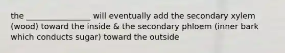 the ________________ will eventually add the secondary xylem (wood) toward the inside & the secondary phloem (inner bark which conducts sugar) toward the outside