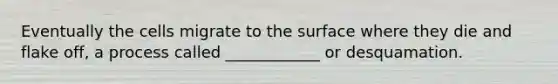 Eventually the cells migrate to the surface where they die and flake off, a process called ____________ or desquamation.