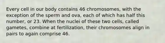 Every cell in our body contains 46 chromosomes, with the exception of the sperm and ova, each of which has half this number, or 23. When the nuclei of these two cells, called gametes, combine at fertilization, their chromosomes align in pairs to again comprise 46.