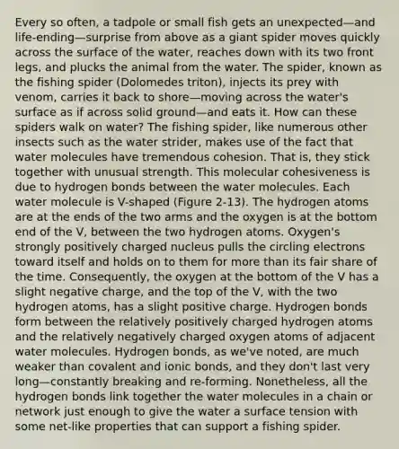 Every so often, a tadpole or small fish gets an unexpected—and life-ending—surprise from above as a giant spider moves quickly across the surface of the water, reaches down with its two front legs, and plucks the animal from the water. The spider, known as the fishing spider (Dolomedes triton), injects its prey with venom, carries it back to shore—moving across the water's surface as if across solid ground—and eats it. How can these spiders walk on water? The fishing spider, like numerous other insects such as the water strider, makes use of the fact that water molecules have tremendous cohesion. That is, they stick together with unusual strength. This molecular cohesiveness is due to hydrogen bonds between the water molecules. Each water molecule is V-shaped (Figure 2-13). The hydrogen atoms are at the ends of the two arms and the oxygen is at the bottom end of the V, between the two hydrogen atoms. Oxygen's strongly positively charged nucleus pulls the circling electrons toward itself and holds on to them for more than its fair share of the time. Consequently, the oxygen at the bottom of the V has a slight negative charge, and the top of the V, with the two hydrogen atoms, has a slight positive charge. Hydrogen bonds form between the relatively positively charged hydrogen atoms and the relatively negatively charged oxygen atoms of adjacent water molecules. Hydrogen bonds, as we've noted, are much weaker than covalent and ionic bonds, and they don't last very long—constantly breaking and re-forming. Nonetheless, all the hydrogen bonds link together the water molecules in a chain or network just enough to give the water a surface tension with some net-like properties that can support a fishing spider.