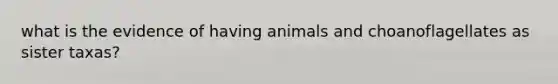 what is the evidence of having animals and choanoflagellates as sister taxas?