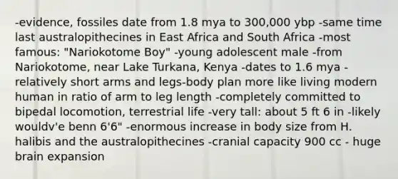 -evidence, fossiles date from 1.8 mya to 300,000 ybp -same time last australopithecines in East Africa and South Africa -most famous: "Nariokotome Boy" -young adolescent male -from Nariokotome, near Lake Turkana, Kenya -dates to 1.6 mya -relatively short arms and legs-body plan more like living modern human in ratio of arm to leg length -completely committed to bipedal locomotion, terrestrial life -very tall: about 5 ft 6 in -likely wouldv'e benn 6'6" -enormous increase in body size from H. halibis and the australopithecines -cranial capacity 900 cc - huge brain expansion