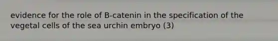 evidence for the role of B-catenin in the specification of the vegetal cells of the sea urchin embryo (3)