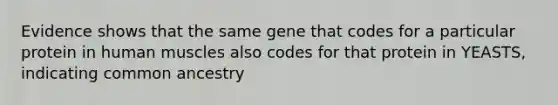 Evidence shows that the same gene that codes for a particular protein in human muscles also codes for that protein in YEASTS, indicating common ancestry