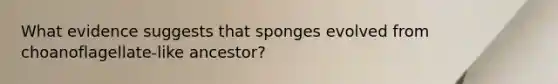 What evidence suggests that sponges evolved from choanoflagellate-like ancestor?