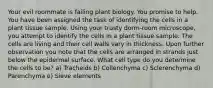 Your evil roommate is failing plant biology. You promise to help. You have been assigned the task of identifying the cells in a plant tissue sample. Using your trusty dorm-room microscope, you attempt to identify the cells in a plant tissue sample. The cells are living and their cell walls vary in thickness. Upon further observation you note that the cells are arranged in strands just below the epidermal surface. What cell type do you determine the cells to be? a) Tracheids b) Collenchyma c) Sclerenchyma d) Parenchyma e) Sieve elements