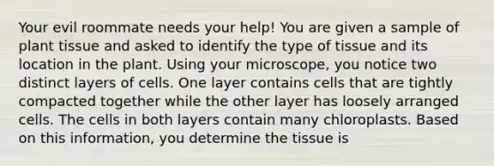 Your evil roommate needs your help! You are given a sample of plant tissue and asked to identify the type of tissue and its location in the plant. Using your microscope, you notice two distinct layers of cells. One layer contains cells that are tightly compacted together while the other layer has loosely arranged cells. The cells in both layers contain many chloroplasts. Based on this information, you determine the tissue is