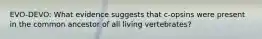 EVO-DEVO: What evidence suggests that c-opsins were present in the common ancestor of all living vertebrates?