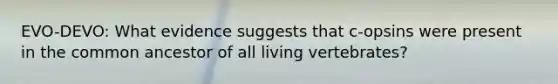 EVO-DEVO: What evidence suggests that c-opsins were present in the common ancestor of all living vertebrates?