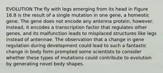 EVOLUTION The fly with legs emerging from its head in Figure 16.8 is the result of a single mutation in one gene, a homeotic gene. The gene does not encode any antenna protein, however. Instead, it encodes a transcription factor that regulates other genes, and its malfunction leads to misplaced structures like legs instead of antennae. The observation that a change in gene regulation during development could lead to such a fantastic change in body form prompted some scientists to consider whether these types of mutations could contribute to evolution by generating novel body shapes.