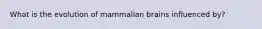 What is the evolution of mammalian brains influenced by?