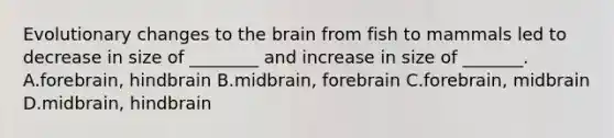 Evolutionary changes to the brain from fish to mammals led to decrease in size of ________ and increase in size of _______. A.forebrain, hindbrain B.midbrain, forebrain C.forebrain, midbrain D.midbrain, hindbrain