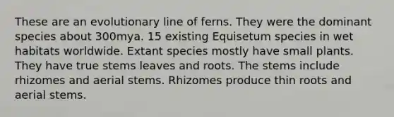 These are an evolutionary line of ferns. They were the dominant species about 300mya. 15 existing Equisetum species in wet habitats worldwide. Extant species mostly have small plants. They have true stems leaves and roots. The stems include rhizomes and aerial stems. Rhizomes produce thin roots and aerial stems.