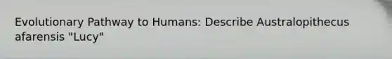 Evolutionary Pathway to Humans: Describe Australopithecus afarensis "Lucy"