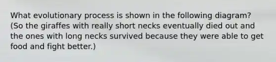 What evolutionary process is shown in the following diagram? (So the giraffes with really short necks eventually died out and the ones with long necks survived because they were able to get food and fight better.)