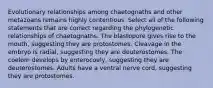 Evolutionary relationships among chaetognaths and other metazoans remains highly contentious. Select all of the following statements that are correct regarding the phylogenetic relationships of chaetognaths. The blastopore gives rise to the mouth, suggesting they are protostomes. Cleavage in the embryo is radial, suggesting they are deuterostomes. The coelom develops by enterocoely, suggesting they are deuterostomes. Adults have a ventral nerve cord, suggesting they are protostomes.