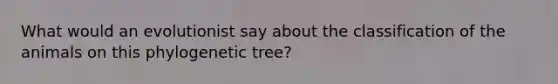 What would an evolutionist say about the classification of the animals on this phylogenetic tree?