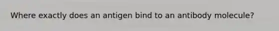 Where exactly does an antigen bind to an antibody molecule?