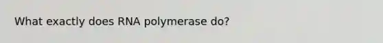 What exactly does RNA polymerase do?