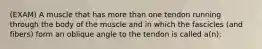 (EXAM) A muscle that has more than one tendon running through the body of the muscle and in which the fascicles (and fibers) form an oblique angle to the tendon is called a(n):