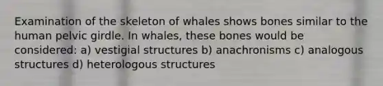 Examination of the skeleton of whales shows bones similar to the human pelvic girdle. In whales, these bones would be considered: a) vestigial structures b) anachronisms c) analogous structures d) heterologous structures