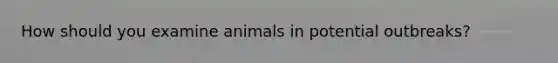 How should you examine animals in potential outbreaks?