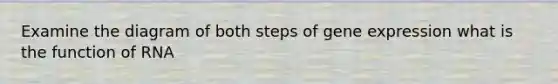 Examine the diagram of both steps of gene expression what is the function of RNA