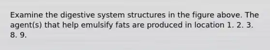 Examine the digestive system structures in the figure above. The agent(s) that help emulsify fats are produced in location 1. 2. 3. 8. 9.