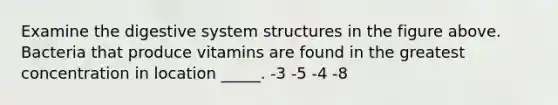 Examine the digestive system structures in the figure above. Bacteria that produce vitamins are found in the greatest concentration in location _____. -3 -5 -4 -8