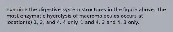 Examine the digestive system structures in the figure above. The most enzymatic hydrolysis of macromolecules occurs at location(s) 1, 3, and 4. 4 only. 1 and 4. 3 and 4. 3 only.