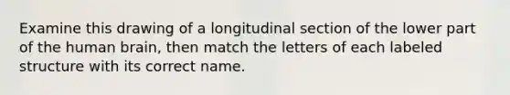 Examine this drawing of a longitudinal section of the lower part of the human brain, then match the letters of each labeled structure with its correct name.