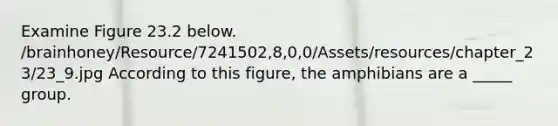 Examine Figure 23.2 below. /brainhoney/Resource/7241502,8,0,0/Assets/resources/chapter_23/23_9.jpg According to this figure, the amphibians are a _____ group.