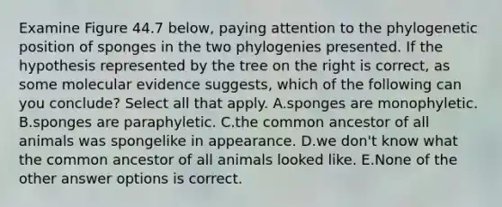 Examine Figure 44.7 below, paying attention to the phylogenetic position of sponges in the two phylogenies presented. If the hypothesis represented by the tree on the right is correct, as some molecular evidence suggests, which of the following can you conclude? Select all that apply. A.sponges are monophyletic. B.sponges are paraphyletic. C.the common ancestor of all animals was spongelike in appearance. D.we don't know what the common ancestor of all animals looked like. E.None of the other answer options is correct.