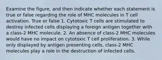 Examine the figure, and then indicate whether each statement is true or false regarding the role of MHC molecules in T cell activation. True or false 1. Cytotoxic T cells are stimulated to destroy infected cells displaying a foreign antigen together with a class-2 MHC molecule. 2. An absence of class-2 MHC molecules would have no impact on cytotoxic T cell proliferation. 3. While only displayed by antigen presenting cells, class-2 MHC molecules play a role in the destruction of infected cells.