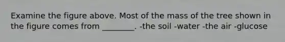 Examine the figure above. Most of the mass of the tree shown in the figure comes from ________. -the soil -water -the air -glucose