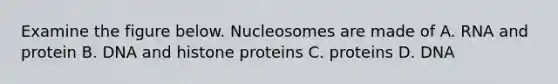 Examine the figure below. Nucleosomes are made of A. RNA and protein B. DNA and histone proteins C. proteins D. DNA