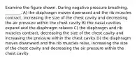 Examine the figure shown. During negative pressure breathing, ________. A) the diaphragm moves downward and the rib muscles contract, increasing the size of the chest cavity and decreasing the air pressure within the chest cavity B) the nasal cavities expand and the diaphragm relaxes C) the diaphragm and rib muscles contract, decreasing the size of the chest cavity and increasing the pressure within the chest cavity D) the diaphragm moves downward and the rib muscles relax, increasing the size of the chest cavity and decreasing the air pressure within the chest cavity