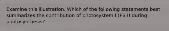 Examine this illustration. Which of the following statements best summarizes the contribution of photosystem I (PS I) during photosynthesis?