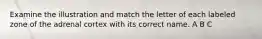 Examine the illustration and match the letter of each labeled zone of the adrenal cortex with its correct name. A B C