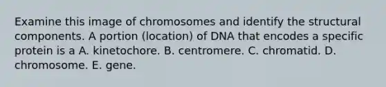 Examine this image of chromosomes and identify the structural components. A portion (location) of DNA that encodes a specific protein is a A. kinetochore. B. centromere. C. chromatid. D. chromosome. E. gene.