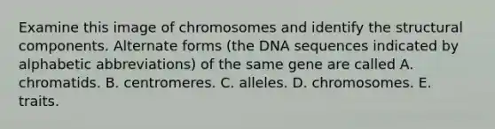 Examine this image of chromosomes and identify the structural components. Alternate forms (the DNA sequences indicated by alphabetic abbreviations) of the same gene are called A. chromatids. B. centromeres. C. alleles. D. chromosomes. E. traits.