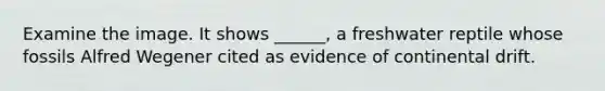 Examine the image. It shows ______, a freshwater reptile whose fossils Alfred Wegener cited as evidence of continental drift.