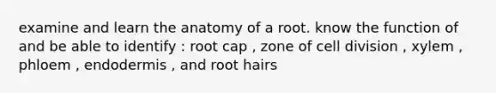 examine and learn the anatomy of a root. know the function of and be able to identify : root cap , zone of cell division , xylem , phloem , endodermis , and root hairs