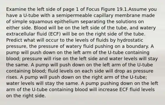 Examine the left side of page 1 of Focus Figure 19.1.Assume you have a U-tube with a semipermeable capillary membrane made of simple squamous epithelium separating the solutions on either side. Blood will be on the left side of the tube, and watery extracellular fluid (ECF) will be on the right side of the tube. Predict what will occur to the levels of fluids by hydrostatic pressure, the pressure of watery fluid pushing on a boundary. A pump will push down on the left arm of the U-tube containing blood; pressure will rise on the left side and water levels will stay the same. A pump will push down on the left arm of the U-tube containing blood; fluid levels on each side will drop as pressure rises. A pump will push down on the right arm of the U-tube; water levels will stay the same. A pump pushing down on the left arm of the U-tube containing blood will increase ECF fluid levels on the right side.