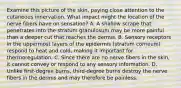 Examine this picture of the skin, paying close attention to the cutaneous innervation. What impact might the location of the nerve fibers have on sensation? A. A shallow scrape that penetrates into the stratum granulosum may be more painful than a deeper cut that reaches the dermis. B. Sensory receptors in the uppermost layers of the epidermis (stratum corneum) respond to heat and cold, making it important for thermoregulation. C. Since there are no nerve fibers in the skin, it cannot convey or respond to any sensory information. D. Unlike first-degree burns, third-degree burns destroy the nerve fibers in the dermis and may therefore be painless.