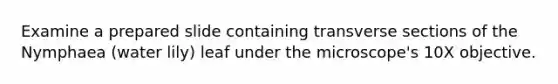 Examine a prepared slide containing transverse sections of the Nymphaea (water lily) leaf under the microscope's 10X objective.