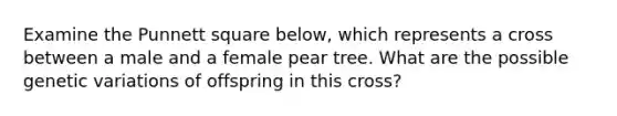 Examine the Punnett square below, which represents a cross between a male and a female pear tree. What are the possible genetic variations of offspring in this cross?