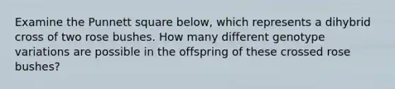 Examine the Punnett square below, which represents a dihybrid cross of two rose bushes. How many different genotype variations are possible in the offspring of these crossed rose bushes?