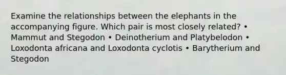 Examine the relationships between the elephants in the accompanying figure. Which pair is most closely related? • Mammut and Stegodon • Deinotherium and Platybelodon • Loxodonta africana and Loxodonta cyclotis • Barytherium and Stegodon